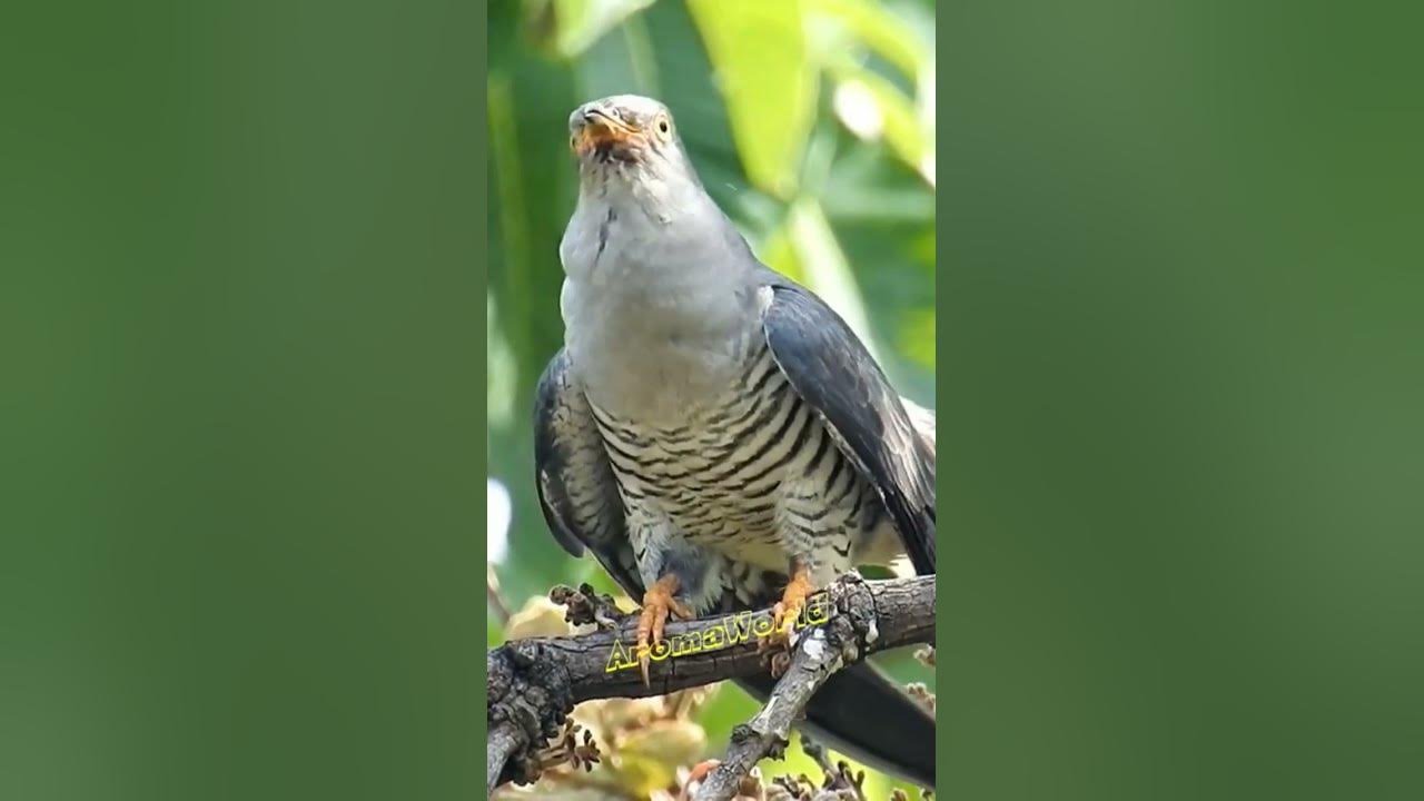 Common Cuckoo Sound Common Cuckoo Sound