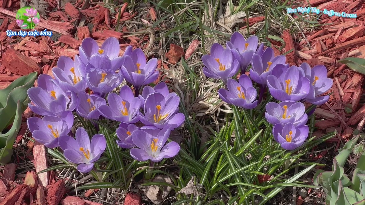 Hoa Nghệ Tây - Saffron Crocus - @quocviet2007 - Nguồn: Internet