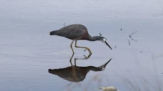 A heron and a spoonbill