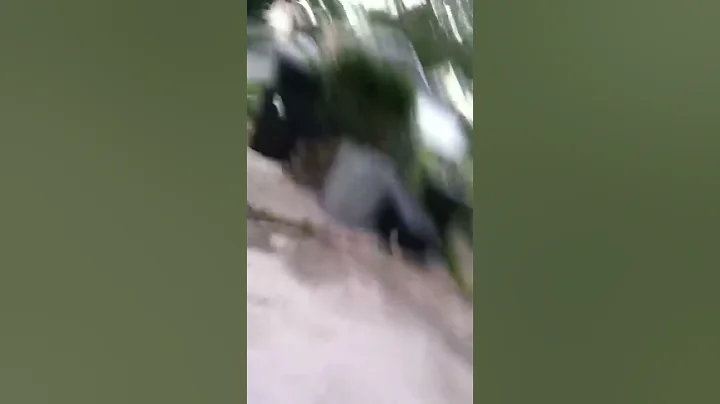 Chasing a rabbit