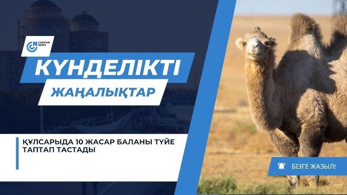 Байлап, жұлқынып тастады Байлап, жұлқынып тастады