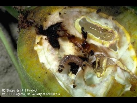 Video: Control Of Orangeworm Moths - How To Treat Navel Appelsinorm på nøtteavlinger