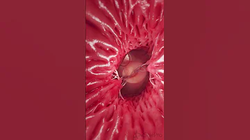 Inside The Beating Heart 3D Animation 