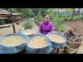 How to grow bean sprouts  harvest taro goes to market sell  taro planting
