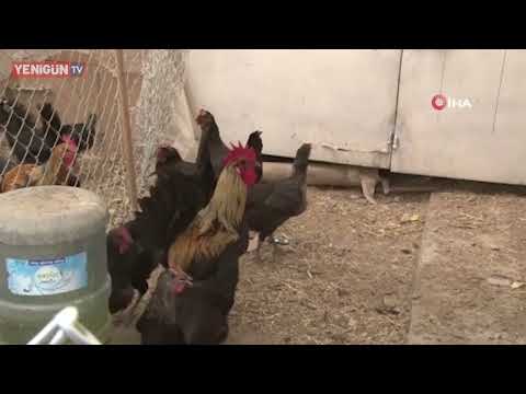 Fenomen olan bayılan