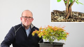 Clump-style bonsai updates ( after 12 months! )