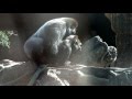 Copulation of gorilla.ゴリラの交尾。