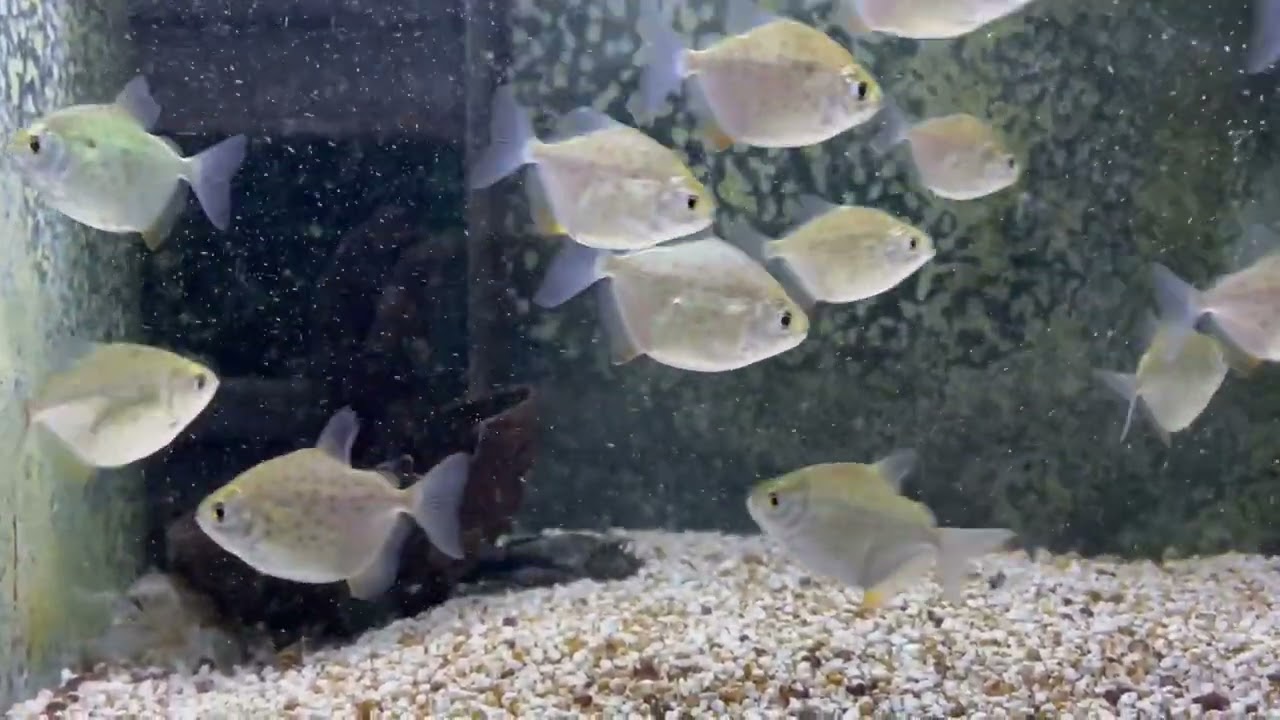 Gefleckter Scheibensalmler - Metynnis lippincottianus