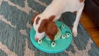 Are Brittanys intelligent dogs? How to solve a Nina Ottosson Puzzle Level 3 screenshot 4