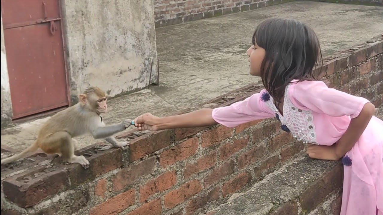 Cute and Funny🤣😝 monkey playing with bunny rabbits|Funny monkey eating ...