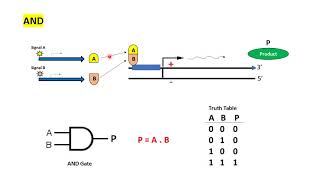 (G7) Some Logic Gates in Gene Circuits, Oscillating Genes,  and Feed Forward Loops.