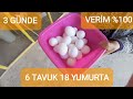 FOLLUKLARDAN YUMURTA TOPLAMA - CHİCKEN EGG COLLECTİNG - BAHÇE PEYZAJ DEVAM - GARDEN LANDSCAPE