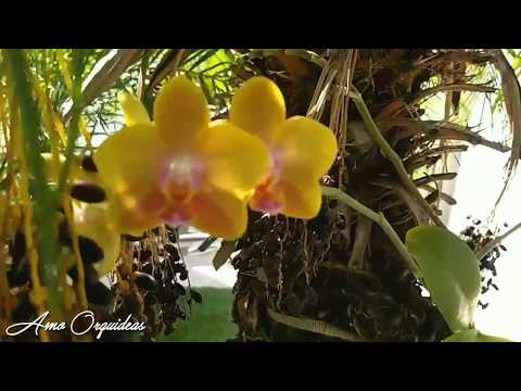 ORQUIDEAS QUE VI POR AÍ