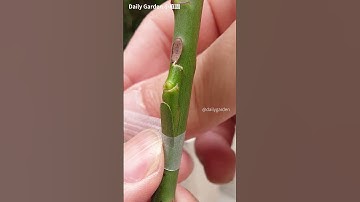 Rose Grafting-Side grafting
