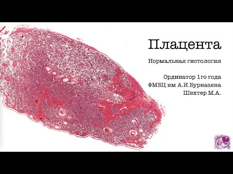 Плацента  Нормальная гистология