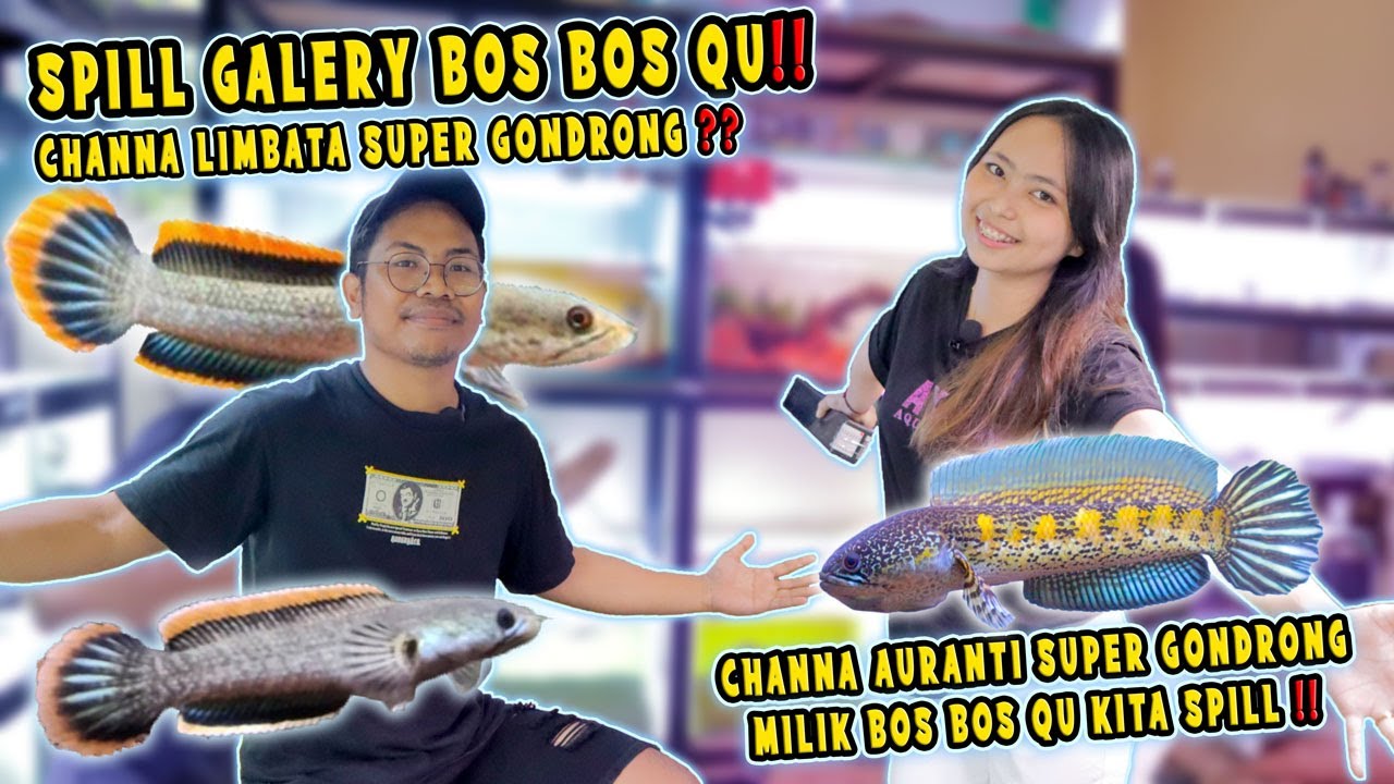 KAGET! SETELAH SPILL SEMUA CHANNA DI GALERY BOS BOS QU MALAH DIKASIH CHANNA ASIATIKA GONDRONG !!