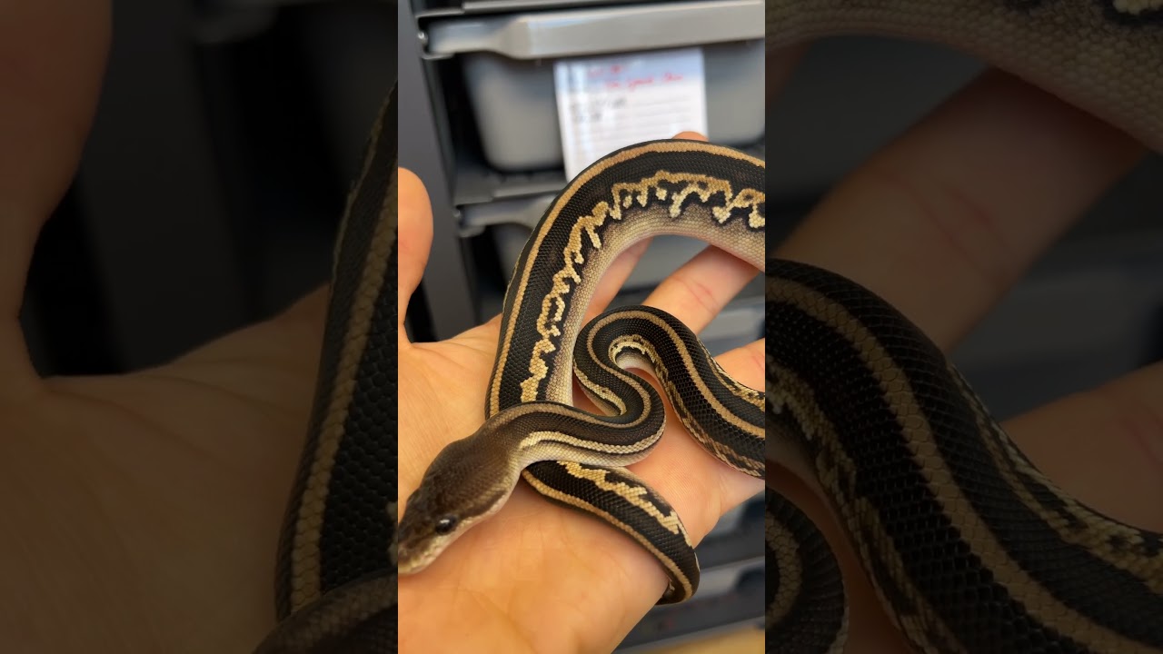 🐍👀🏡 #snake #pytonkrólewski #pythonregius #ballpython #pyton #python #blackhead #cute