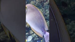 Natural fish 🐟#fishingvideo