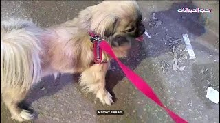 كلب بيكنواه سوبر كيوت - Super Cute Pekingese Dog