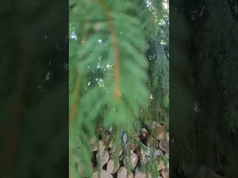 Vídeo: Qual é a diferença entre um spruce e um pinheiro?