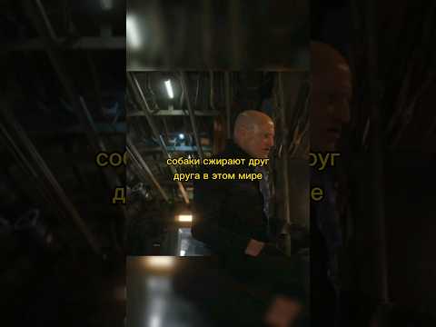 Собаки сжирают друг друга в этом мире 🎬 Человек из торонто #shorts #фильм #кино