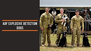 ADF Explosive Detection Dogs