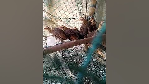 Me nyuam qaib dib nawb zoo nkauj kawg 2019