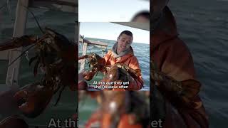 Have you ever seen TWIN LOBSTERS?