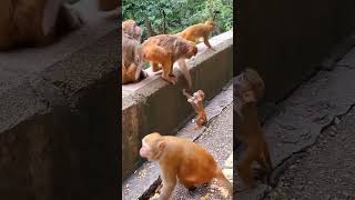 Baby Monkey Can't Climb Wall 😭 | No One Helps But Mom