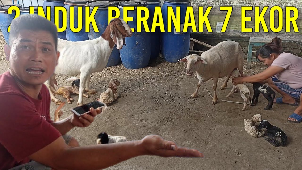 BONGKAR RAHASIA 2 INDUK BERANAK KEMBAR 7 EKOR BERSAMA KANDANG WEDHUS'E BAGUS
