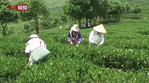 紮根大陸十餘年 台灣六旬制茶師的兩岸「茶緣」 - 天天要聞