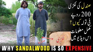 Sandal Farming in Pakistan / Oud Agarwood / Avocado / G Farm Mandi Bahauddin