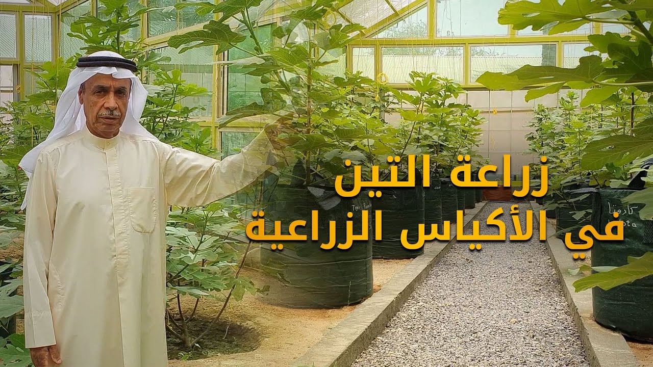 زراعة التين في الأكياس الزراعية
