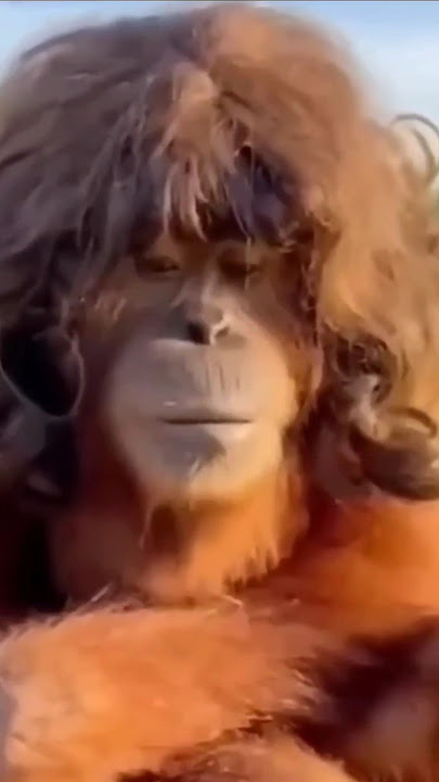 Monyet Genit #funny #funnyvideos #viral #animals #monkey