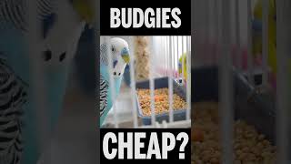 Are Budgies Expensive? #Shorts