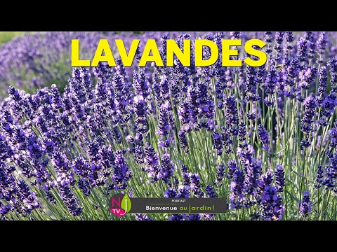 Vidéo: Informations sur la lavande espagnole : en savoir plus sur la culture des plants de lavande espagnole