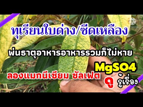 วีดีโอ: วิธีการฉีดพ่นองุ่น? ฉีดพ่นในฤดูใบไม้ร่วงและฤดูร้อนในเดือนสิงหาคมและกรกฎาคม โพแทสเซียมโมโนฟอสเฟตและคอปเปอร์ซัลเฟตจะเจือจางอย่างไรสำหรับการประมวลผล?