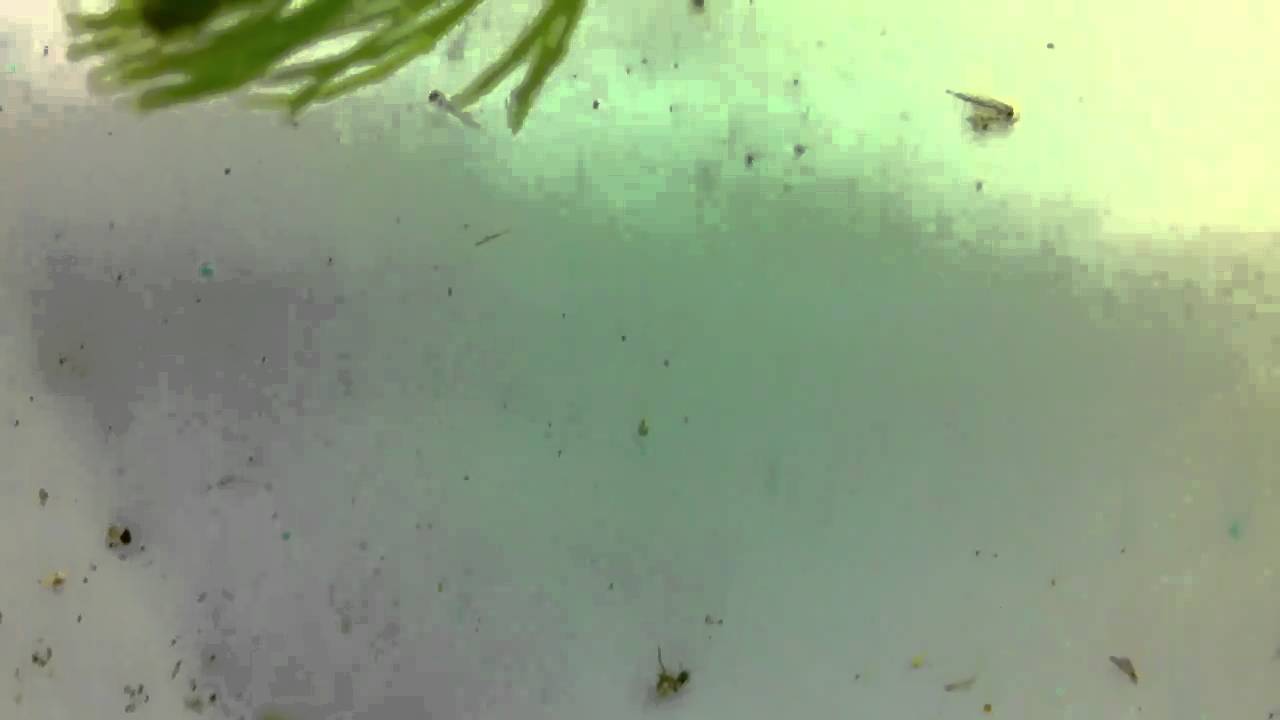 Bristol Shubunkin eggs and fry YouTube