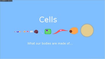 Cells Size Comparison