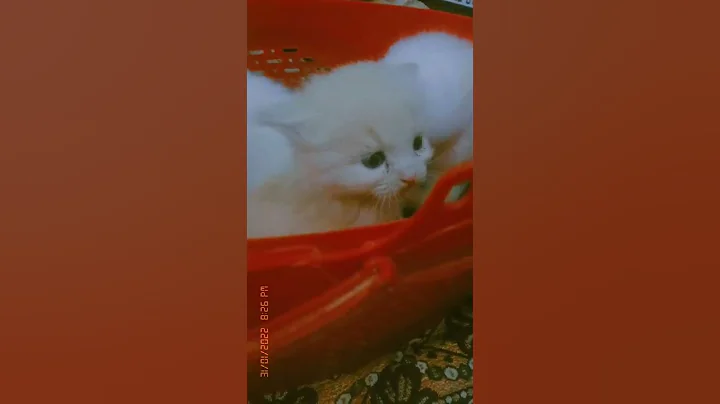 Watch the video about Kittens Meowing Compilation // CUTE - You tube // Sheero and coco // Newborn kittens meowing 💜