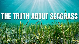 The Truth About Seagrass Kill Off