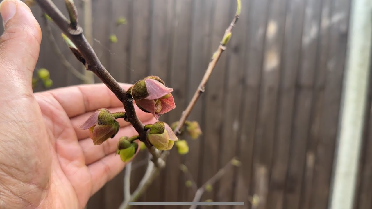 Prima Tree My Prima Pawpaw tree covered in flowers 🤩 - YouTube