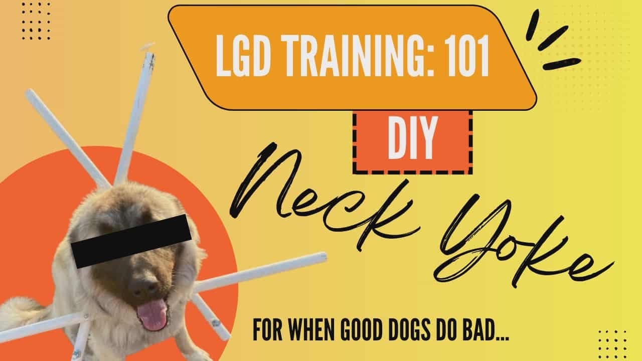 How to Train Livestock Guardian Dogs: Expert Tips for Success