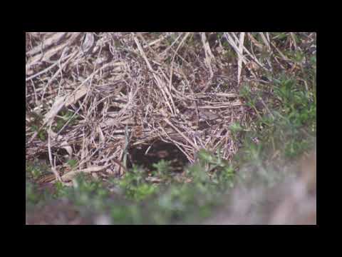 Video 3: Andryes