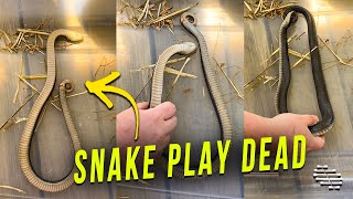 Wild Hognose Snake Play Dead While Getting Reallocated