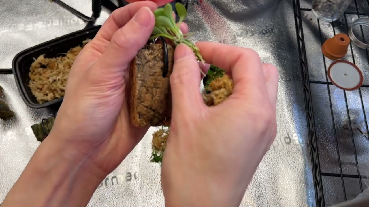 Mounting mini orchids