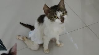 Abandoned Paralyzed Cat Cries Loudly For Help l Lily Ivo