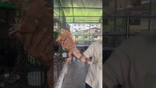 3 Feet Red Male Iguana
