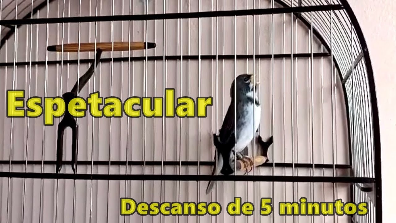 Coleiro Magnata canto especial limpo professor para treinar machos com descanso!