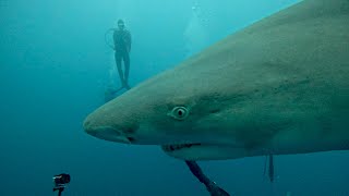 Massive Sharks at GungHo Diver’s